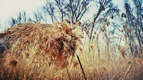 Plants growing on field