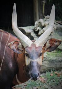 Close-up of horse