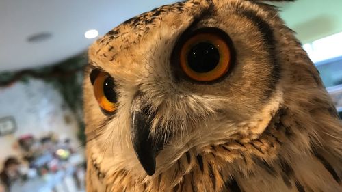 Close-up portrait of owl