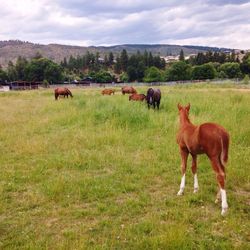 Brown horses on grassy field