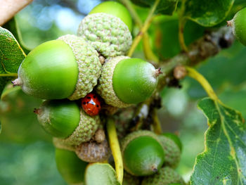 Close-up of ladybug on acorns