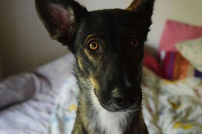Close-up portrait of dog on bed at home
