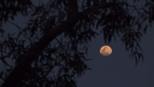 Low angle view of tree against moon in sky