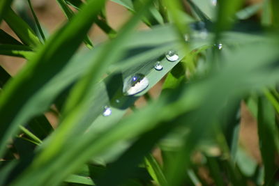 Close-up of water drops on blade of grass