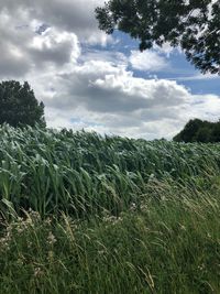 Scenic view of agricultural field against sky