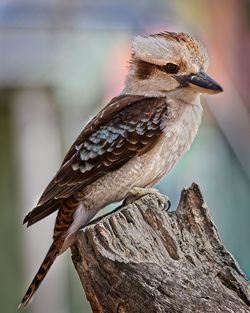 Close-up of bird perching on a tree