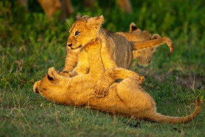 Two lion cubs on grass play fighting