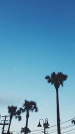 Low angle view of palm trees against blue sky