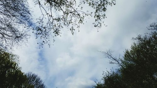 Low angle view of trees against cloudy sky