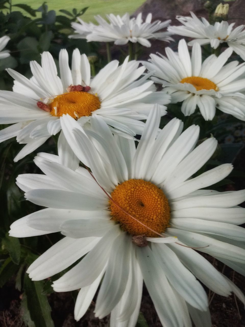 CLOSE-UP OF WHITE DAISIES