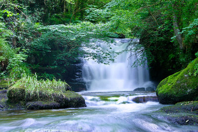 Close-up of waterfall against trees