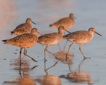 Shorebirds roam the glassy looking wet sands between waves