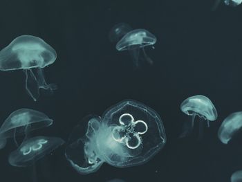 View of jellyfish in sea