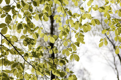 Low angle view of tree branches