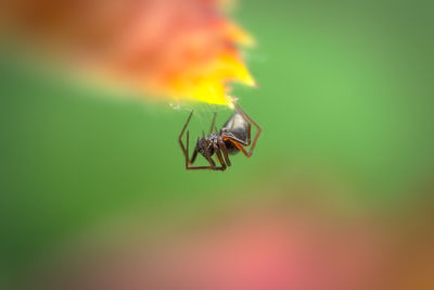 Close-up of spider on leaf