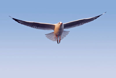 Low angle view of bird flying against clear sky