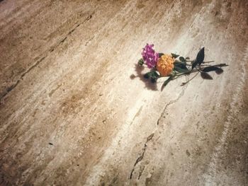 High angle view of red flower on sand