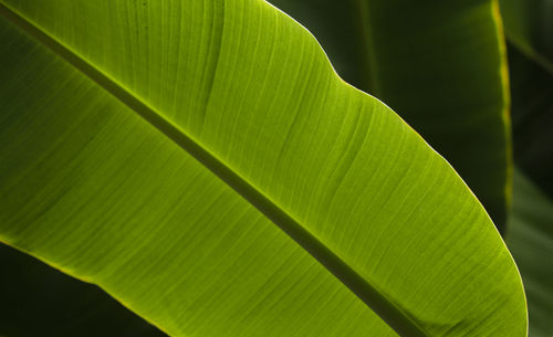 Close-up of tropical leaf on plant leaves