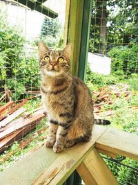 Portrait of tabby cat sitting on wood