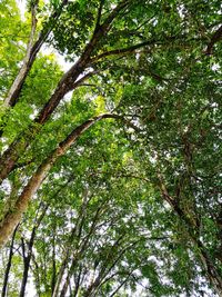 Low angle view of trees in forest