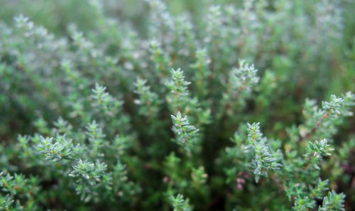 Close-up of flowers