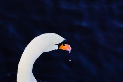 High angle view of swan swimming in lake