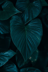 Full frame shot of leaves