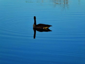 Bird swimming in lake