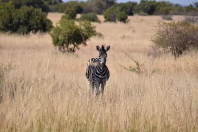 Zebra on field against trees