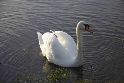 Swan swimming in lake