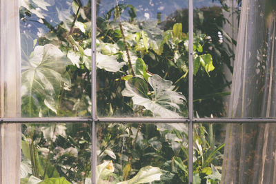 Close-up of flowering plants seen through glass window