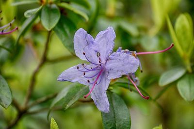 Close-up of purple flowering plant