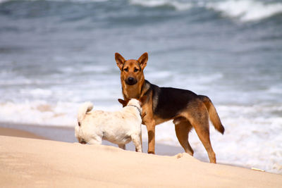 Dogs playing on the beach
