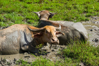 View of animal on field