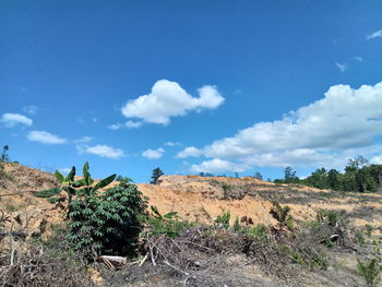 Plants on field against sky