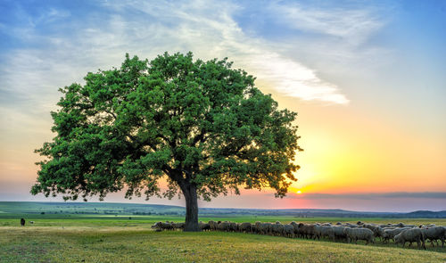Tree on field against sky during sunset