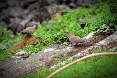 Birds in a field