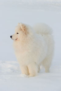 High angle view of dog on snow field