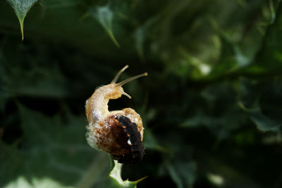Close-up of insect on plant