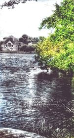 Reflection of trees in water