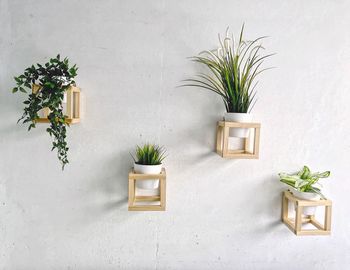 Potted plant on table