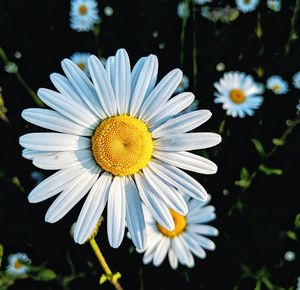 Close-up of white daisy flower