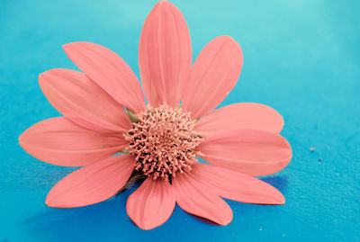 High angle view of pink flower against blue sky