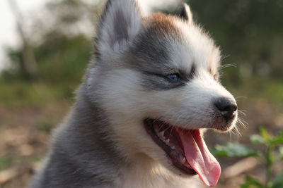 Close-up of dog looking away