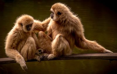 Close-up of monkey sitting outdoors