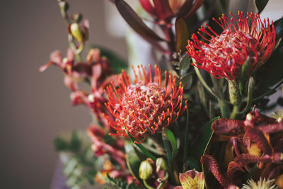 Close-up of red cactus flower