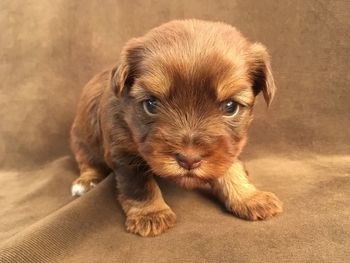 Only 24 days old puppy.