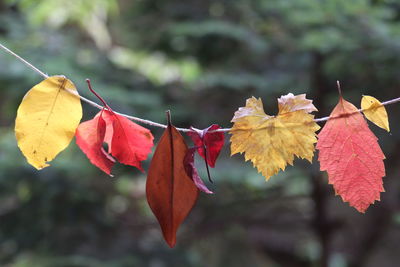 Close-up of autumn leaves hanging on string against trees