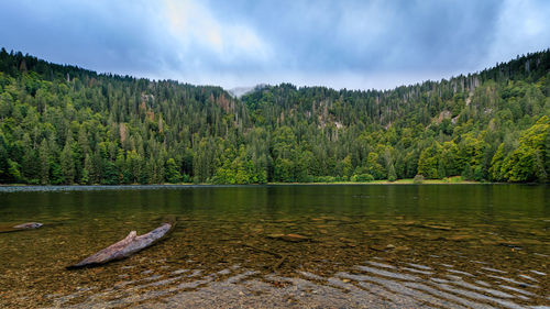 Scenic view of river by trees against sky