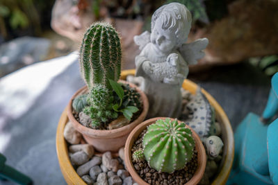 High angle view of succulent plant in pot